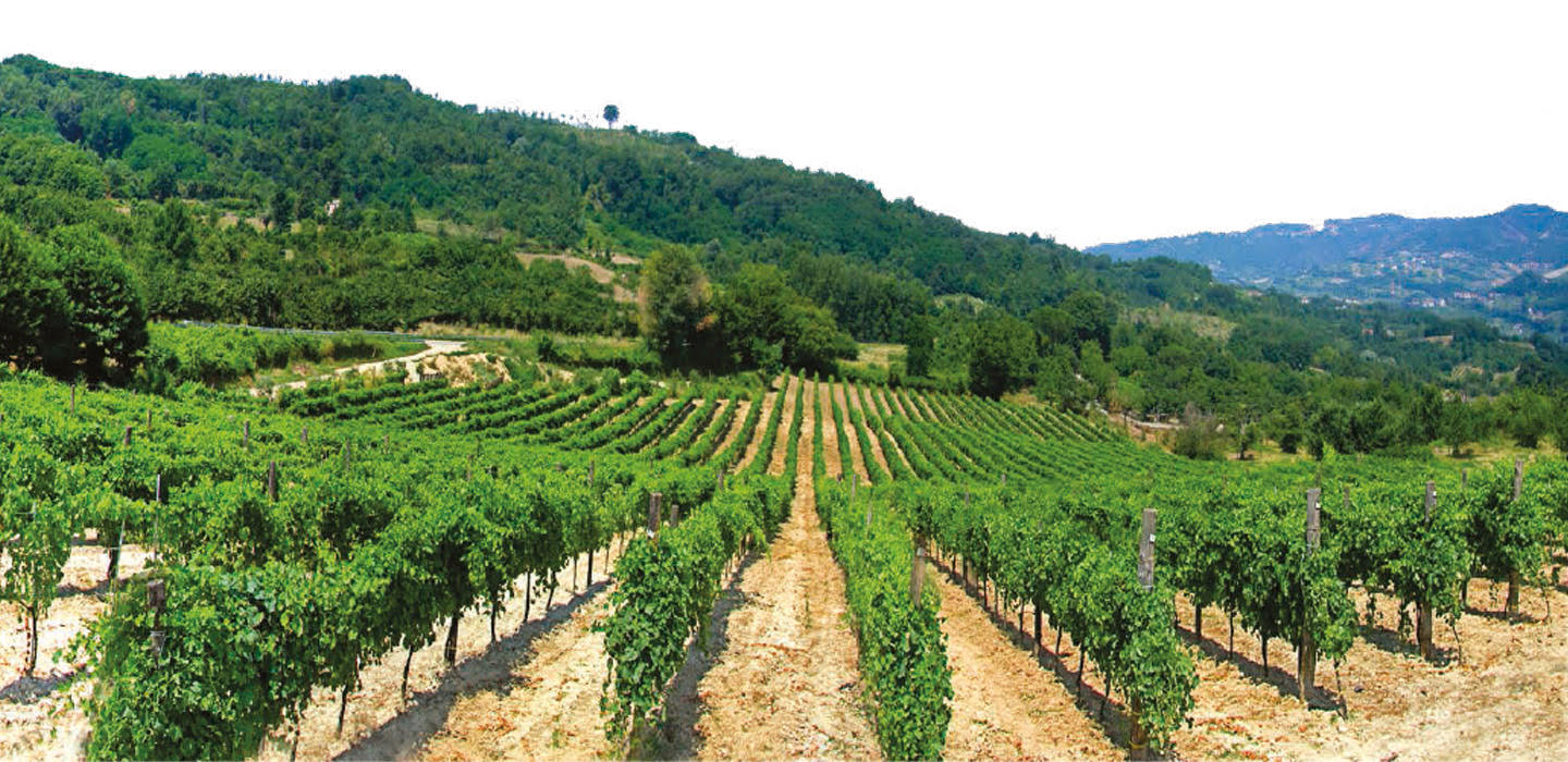 Vendita-vino-rosso-online